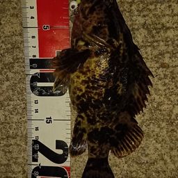 タケノコメバル