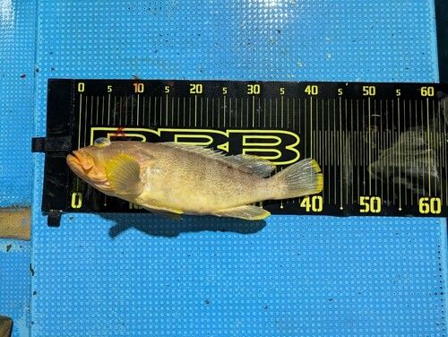 アオハタの釣果