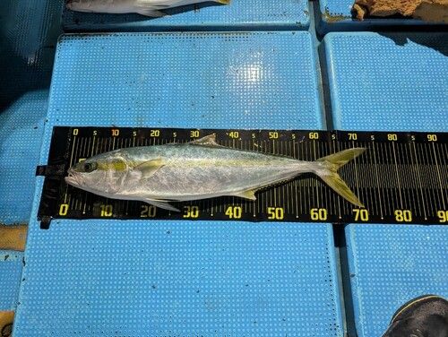 ヒラマサの釣果