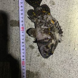 オウゴンムラソイ