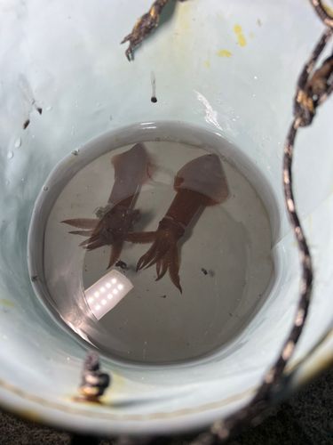 小名浜港市場前