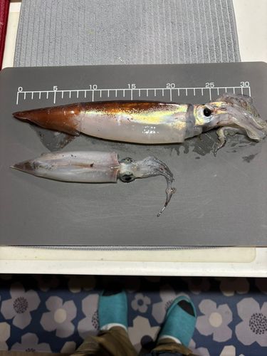 ヤリイカの釣果