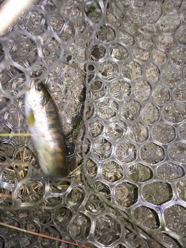アマゴの釣果