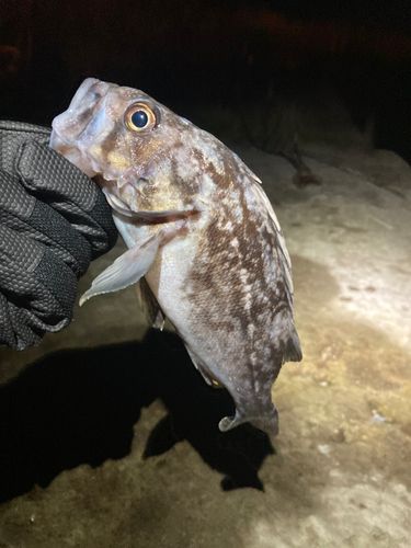 クロソイの釣果