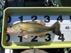 ブラックバスの釣果