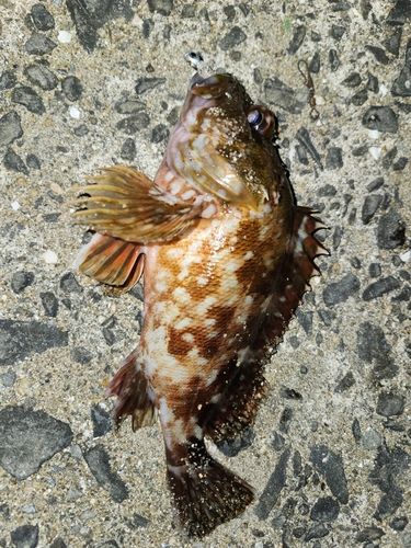 アラカブの釣果