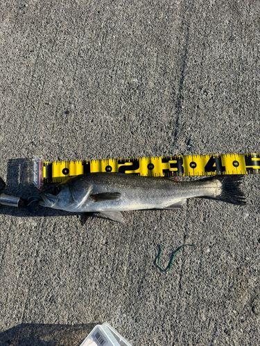 セイゴ（ヒラスズキ）の釣果