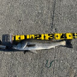 セイゴ（ヒラスズキ）