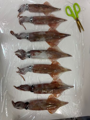 ヤリイカの釣果