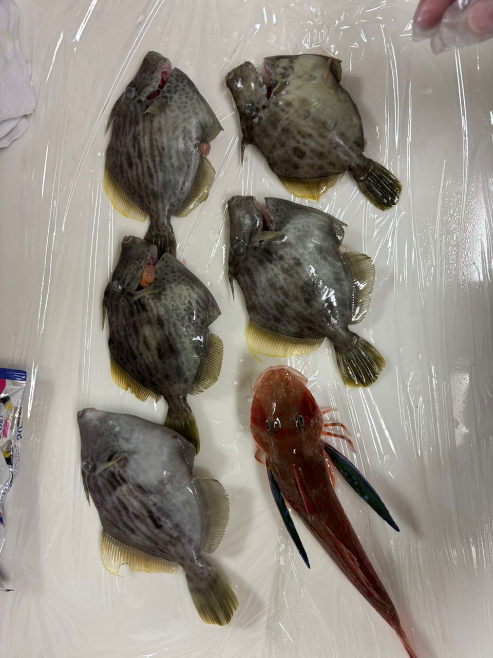 Kennoさんの釣果 1枚目の画像