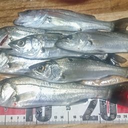 セイゴ（マルスズキ）