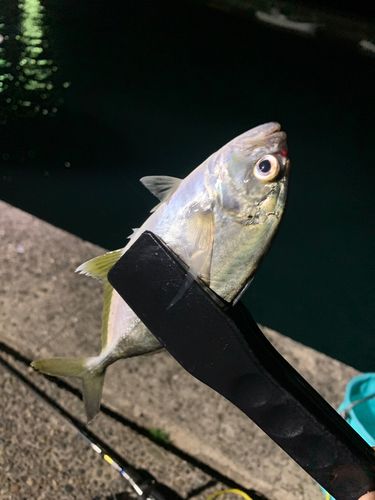 ギンガメアジの釣果