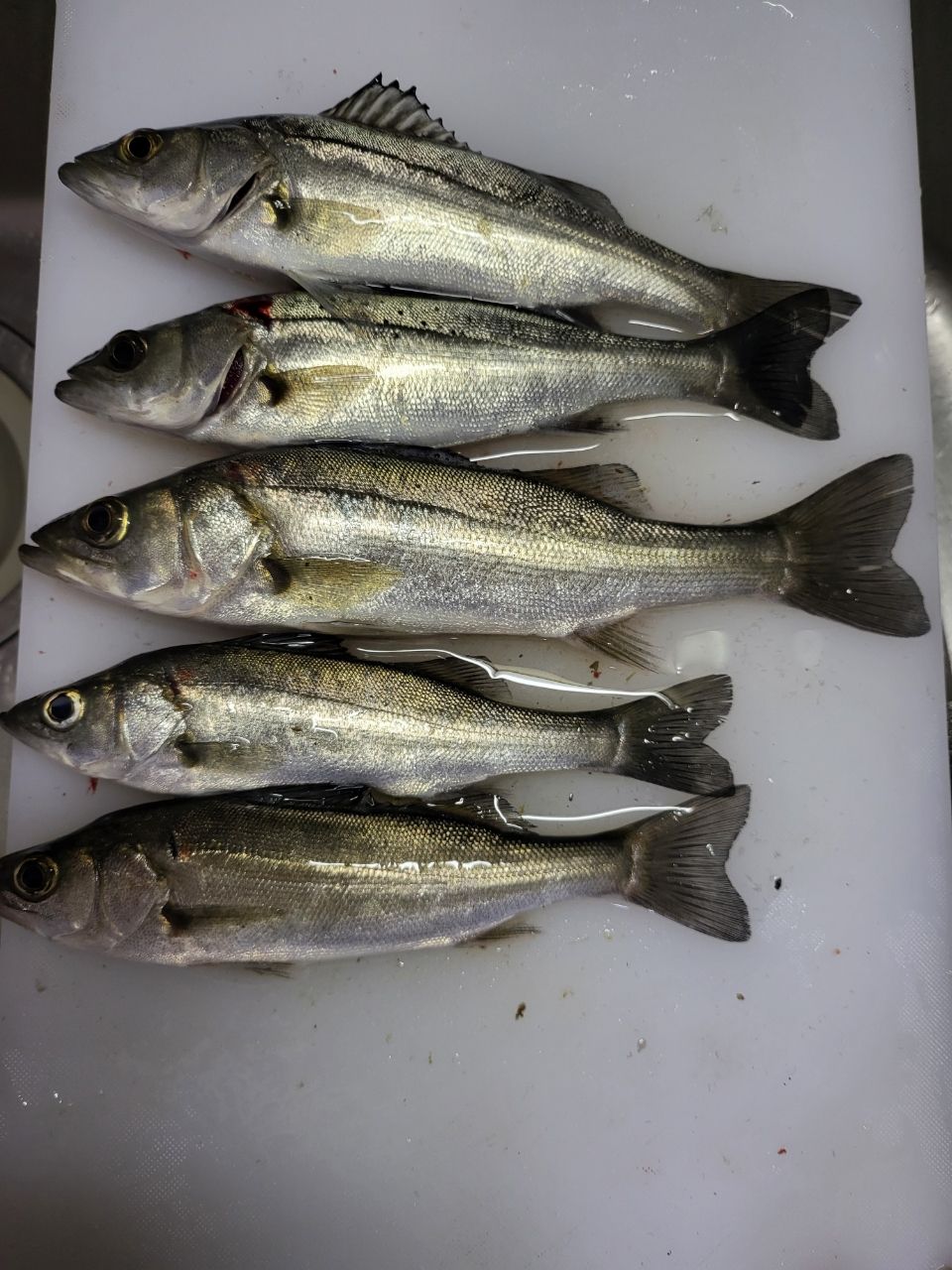 セイゴ（マルスズキ）