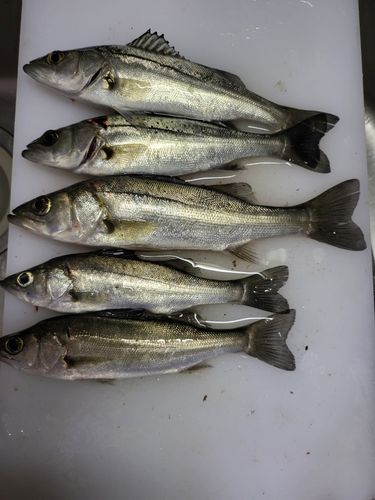 セイゴ（マルスズキ）の釣果