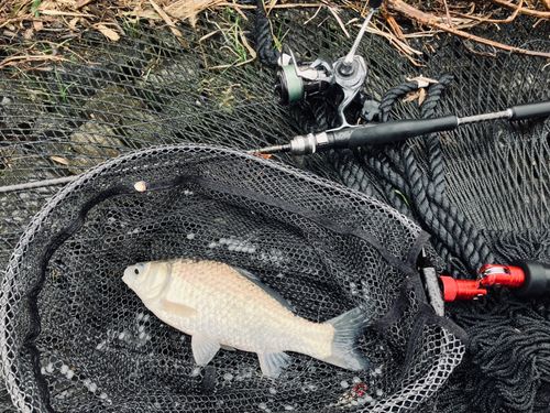 フナの釣果