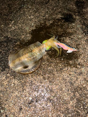 アオリイカの釣果