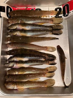 ハゼの釣果