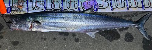 サワラの釣果