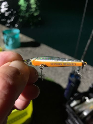 ギンガメアジの釣果