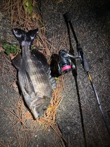 クロダイの釣果