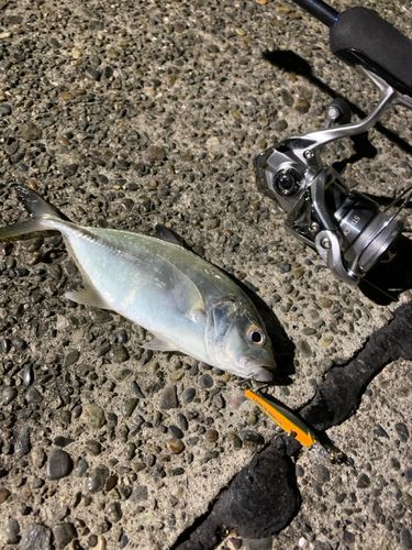 ギンガメアジの釣果