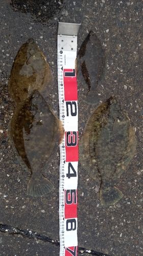 マコガレイの釣果