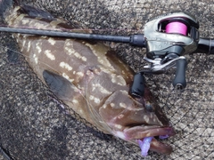 クエの釣果