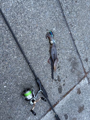ヤリイカの釣果