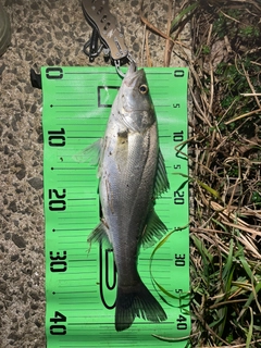 マルスズキの釣果