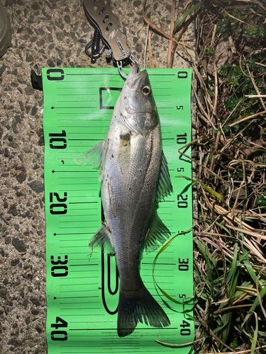 マルスズキの釣果