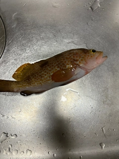 キジハタの釣果