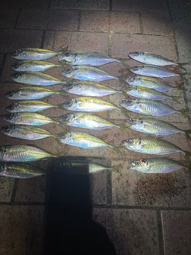アジの釣果