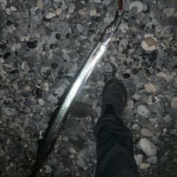 クロタチカマス