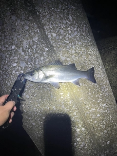 セイゴ（マルスズキ）の釣果