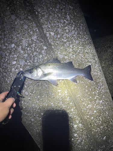 セイゴ（マルスズキ）の釣果