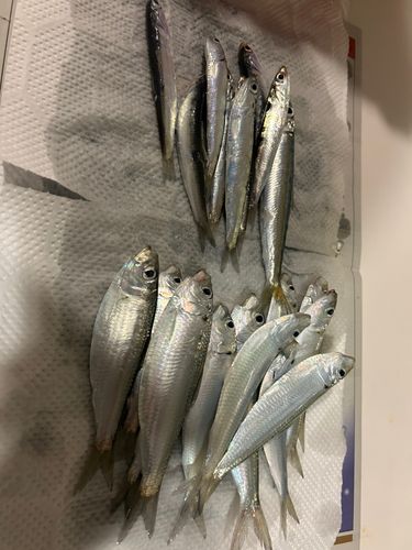 用宗広野海岸公園