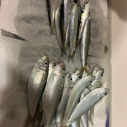 カタクチイワシ