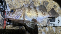 シロメバルの釣果