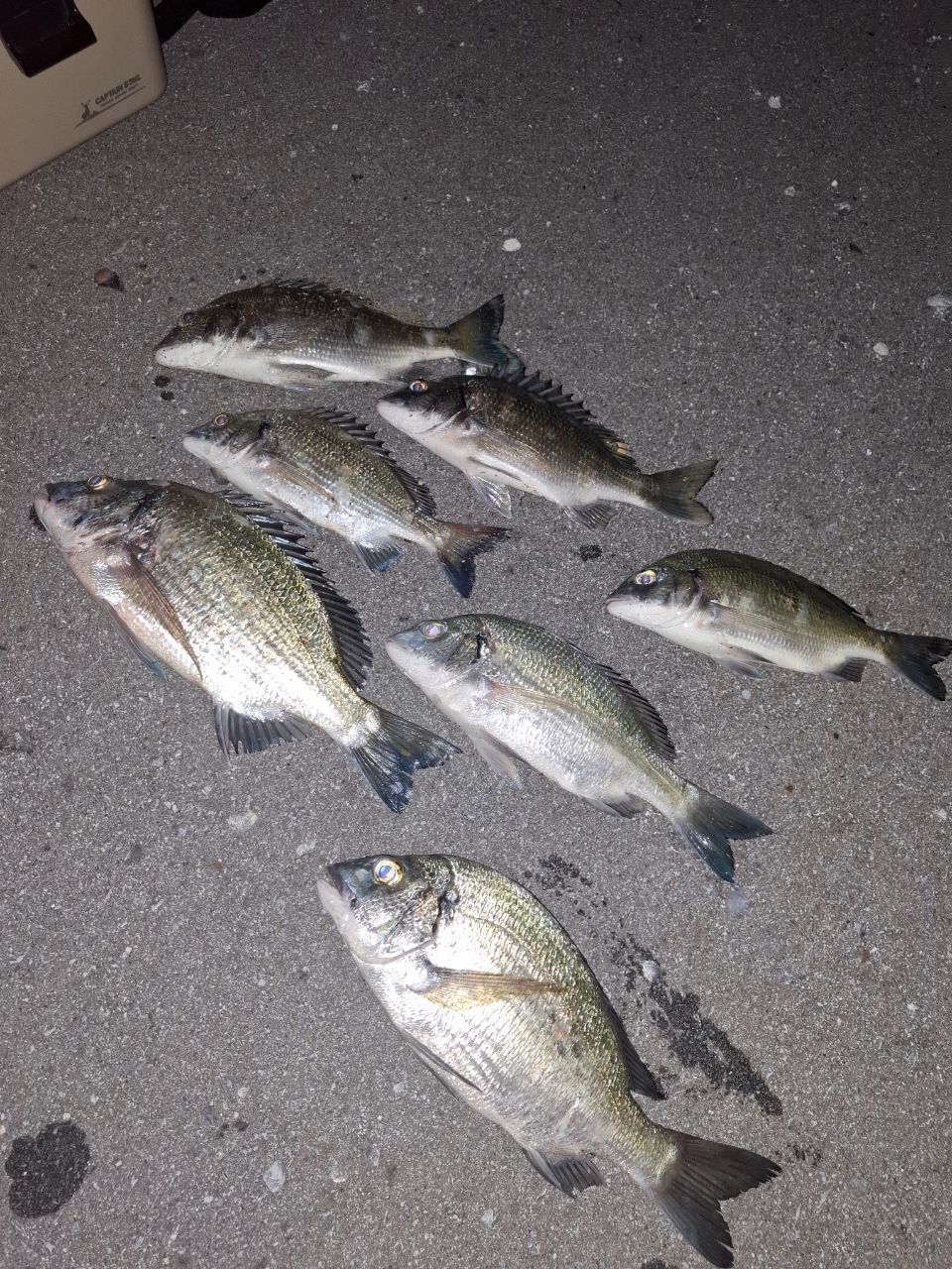 ミナミクロダイ