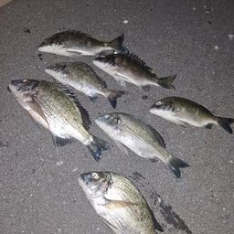 ミナミクロダイ