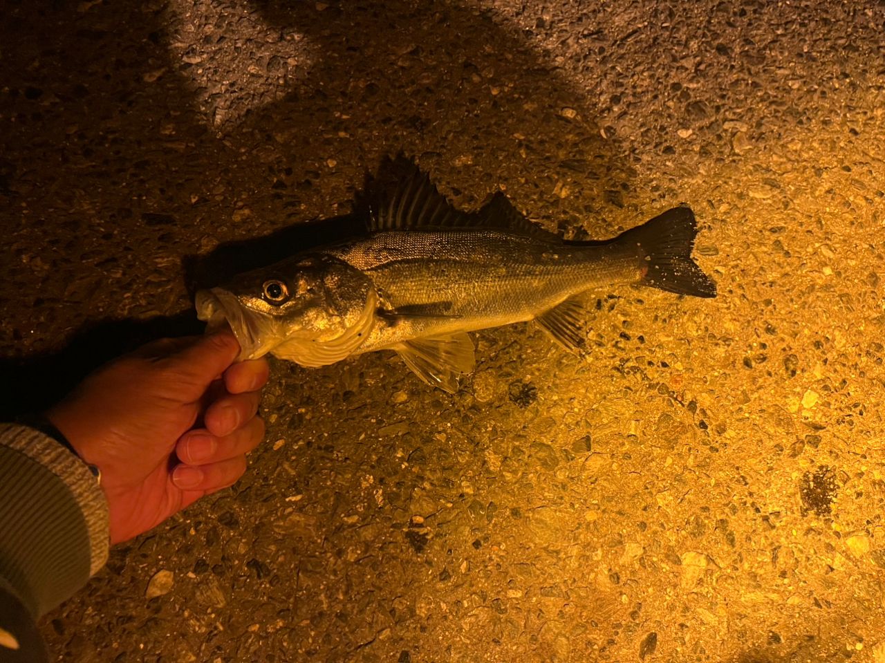 セイゴ（マルスズキ）