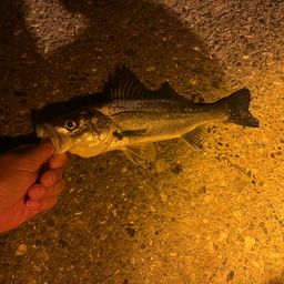 セイゴ（マルスズキ）