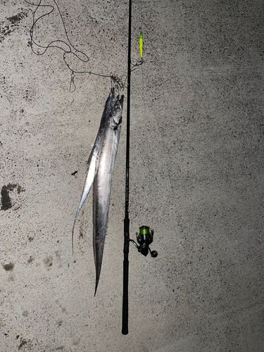 タチウオの釣果