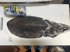 コウイカの釣果