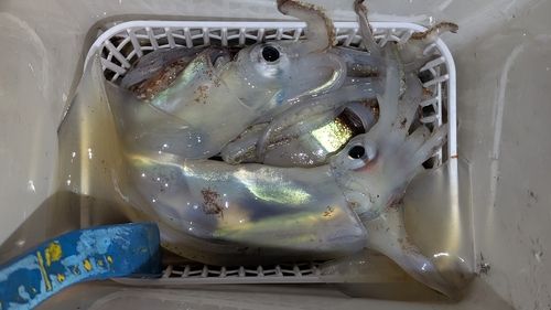 スルメイカの釣果