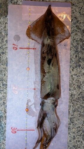 スルメイカの釣果