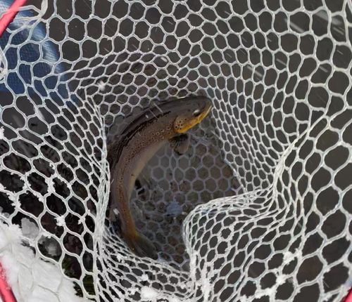 ブラウントラウトの釣果