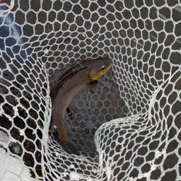 ブラウントラウト