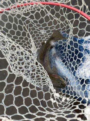 ニジマスの釣果