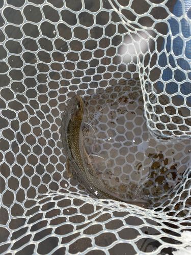 フォレストパークひらかわ